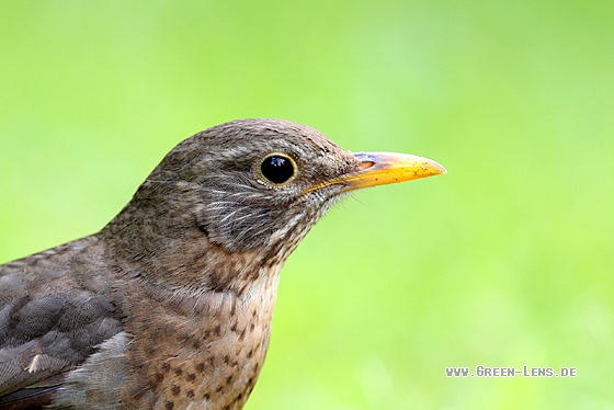 Amsel - Copyright Christoph Moning