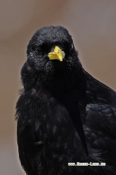 Alpendohle - Copyright Christoph Moning