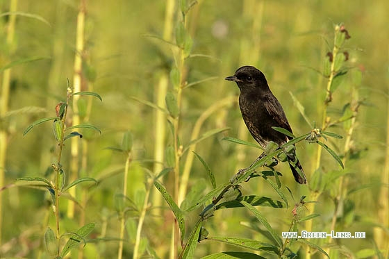 Mohrenschwarzkehlchen - Copyright Stefan Pfützke