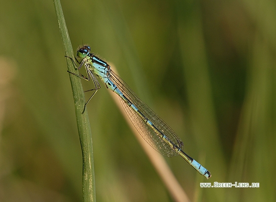 Mond-Azurjungfer - Copyright Christian Gelpke