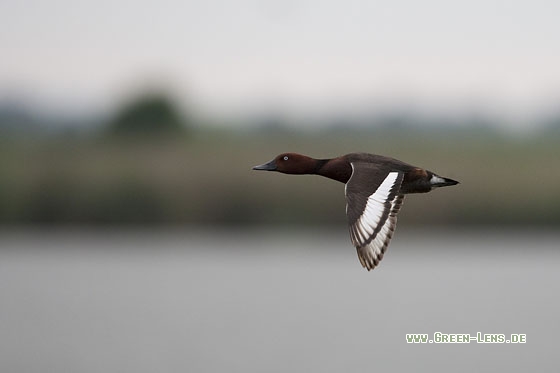 Moorente - Copyright Mathias Putze