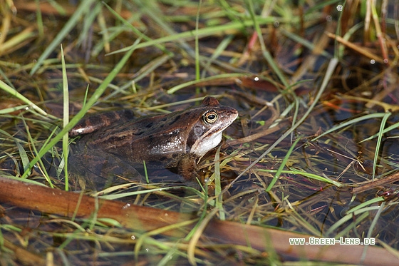 Moorfrosch - Copyright Stefan Pfützke
