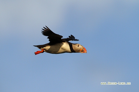 Papageitaucher - Copyright Stefan Pfützke