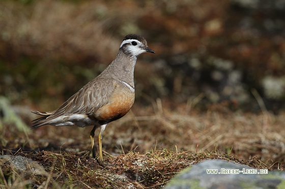 Mornellregenpfeifer - Copyright Stefan Pfützke