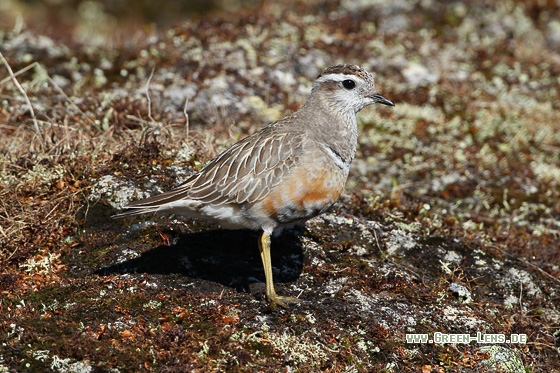 Mornellregenpfeifer - Copyright Stefan Pfützke