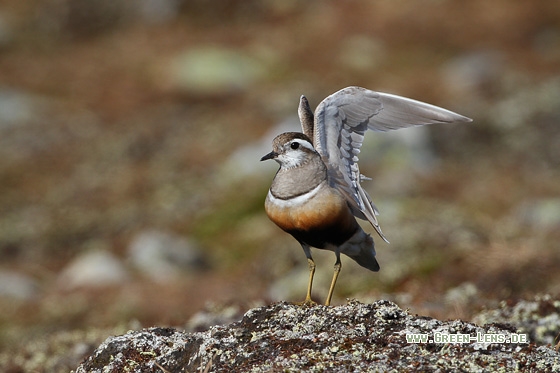 Mornellregenpfeifer - Copyright Stefan Pfützke