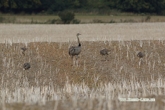 Nandu - Copyright Stefan Pfützke