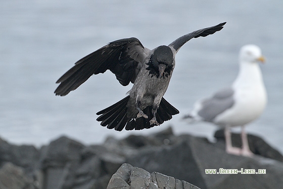 Nebelkrähe - Copyright Stefan Pfützke
