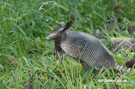 Neunbinden-Gürteltier - Copyright Christian Gelpke