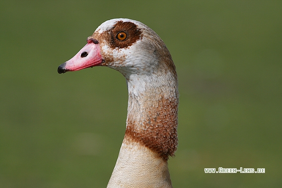 Nilgans - Copyright Stefan Pfützke