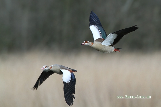 Nilgans - Copyright Stefan Pfützke