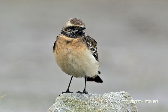 Nonnensteinschmätzer - Copyright Stefan Pfützke