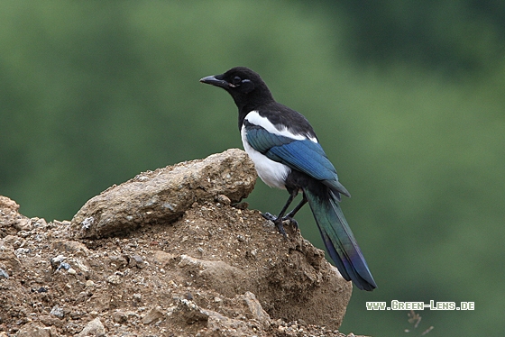 Elster - Copyright Christoph Moning