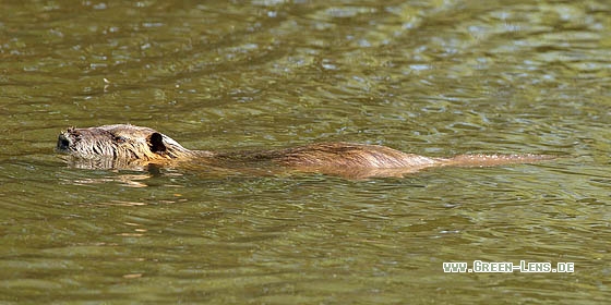 Nutria - Copyright Stefan Pfützke