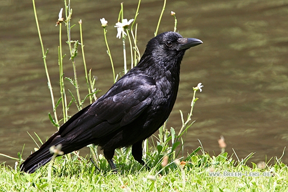 Rabenkrähe - Copyright Christoph Moning