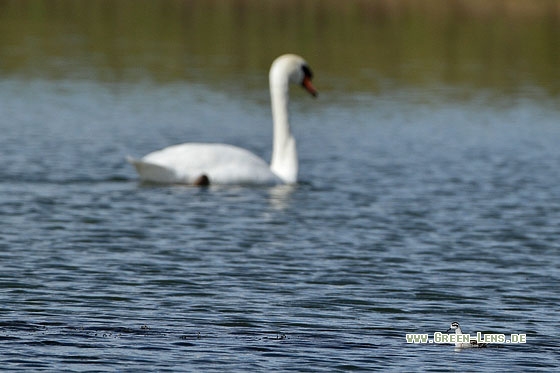Odinshühnchen - Copyright Stefan Pfützke