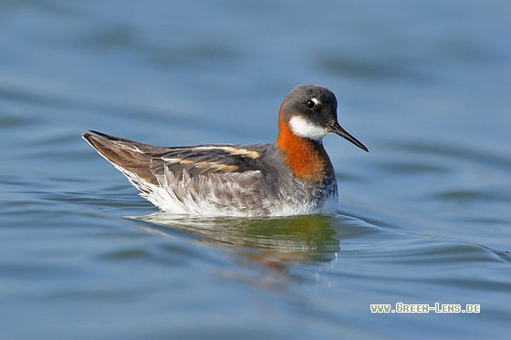 Odinshühnchen - Copyright Stefan Pfützke