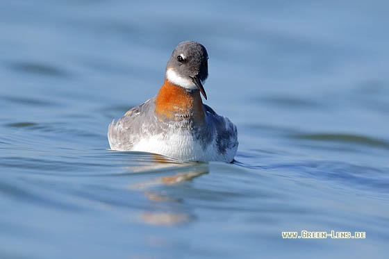 Odinshühnchen - Copyright Stefan Pfützke