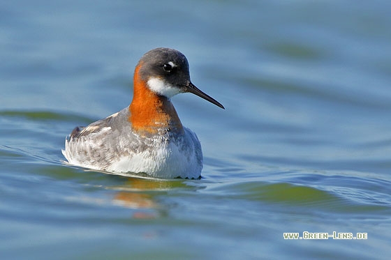 Odinshühnchen - Copyright Stefan Pfützke