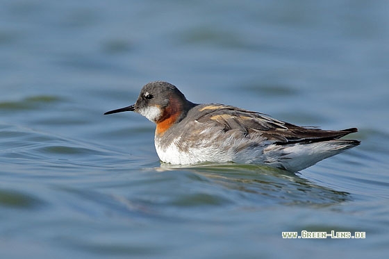 Odinshühnchen - Copyright Stefan Pfützke
