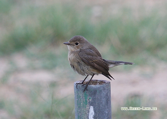 Zwergschnäpper - Copyright Christoph Moning