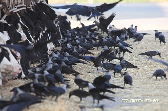 Glanzkrähe - Copyright Christoph Moning