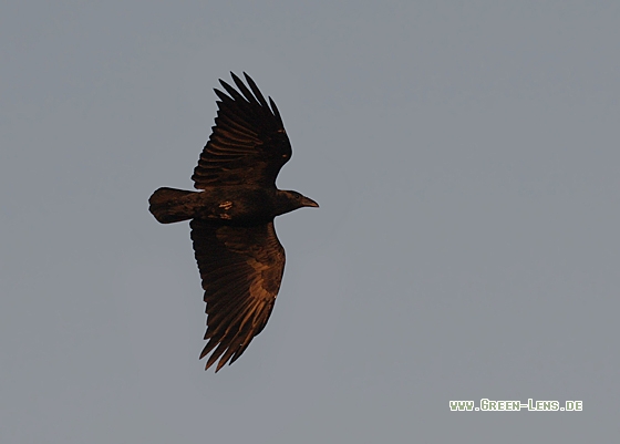 Borstenrabe - Copyright Christoph Moning