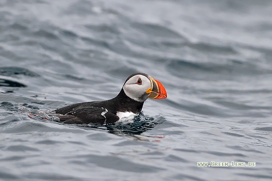 Papageitaucher - Copyright Stefan Pfützke