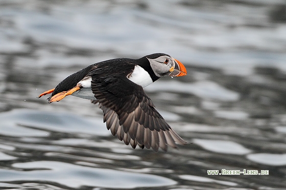 Papageitaucher - Copyright Stefan Pfützke