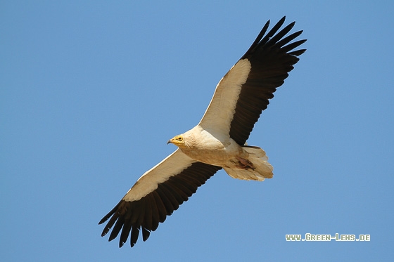 Schmutzgeier - Copyright Stefan Pfützke