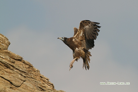 Schmutzgeier - Copyright Stefan Pfützke