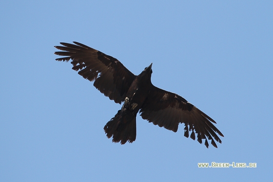 Wüstenrabe - Copyright Stefan Pfützke