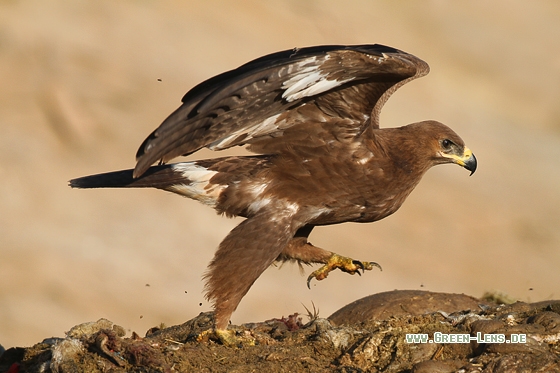 Steppenadler - Copyright Stefan Pfützke