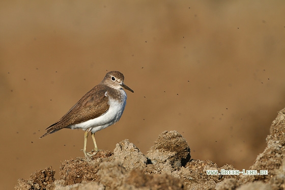 Flussuferläufer - Copyright Stefan Pfützke