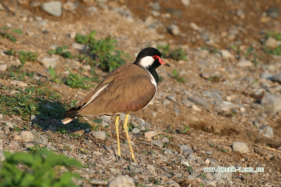Rotlappenkiebitz - Copyright Stefan Pfützke