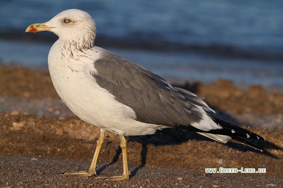Heringsmöwe, Tundramöwe - Copyright Stefan Pfützke