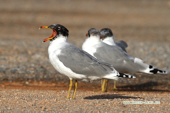 Fischmöwe - Copyright Stefan Pfützke