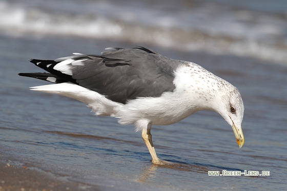 Heringsmöwe, Tundramöwe - Copyright Stefan Pfützke