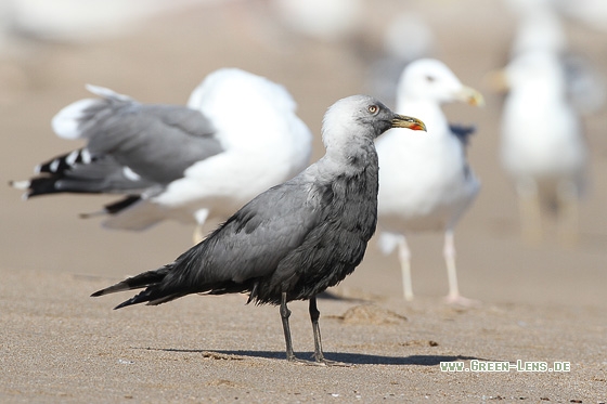 Steppenmöwe, Barabamöwe - Copyright Stefan Pfützke