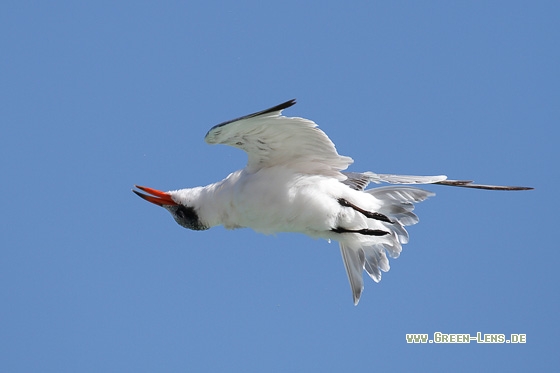 Raubseeschwalbe - Copyright Stefan Pfützke