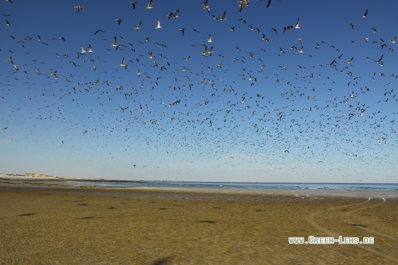 Hemprichmöwe - Copyright Stefan Pfützke