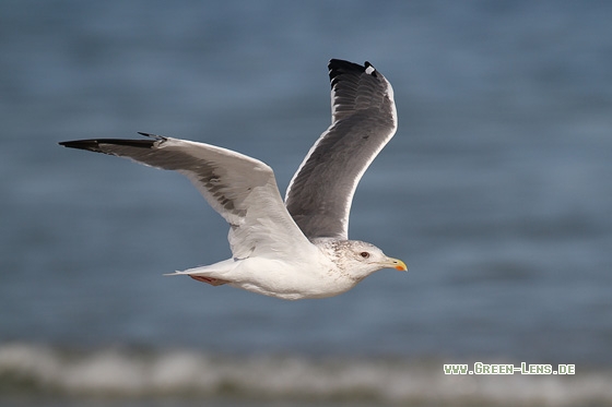Heringsmöwe, Tundramöwe - Copyright Stefan Pfützke