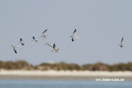 Orientseeschwalbe - Copyright Stefan Pfützke