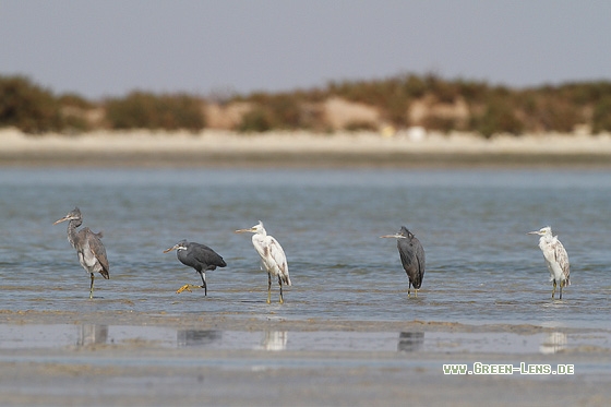Küstenreiher - Copyright Stefan Pfützke
