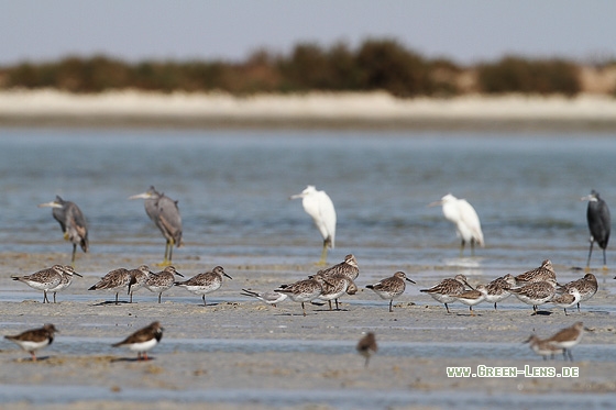 Großer Knutt - Copyright Stefan Pfützke