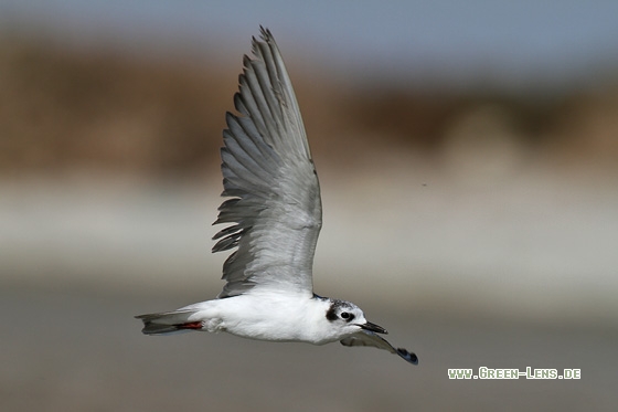 Weißflügel-Seeschwalbe - Copyright Stefan Pfützke