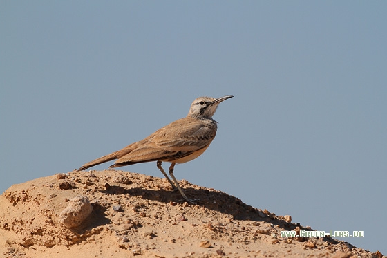 Wüstenläuferlerche - Copyright Stefan Pfützke