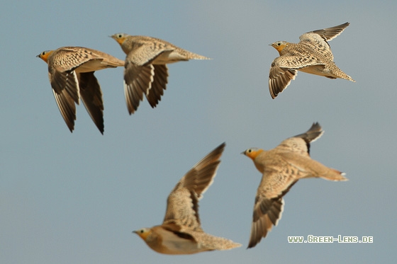 Kronenflughuhn - Copyright Stefan Pfützke
