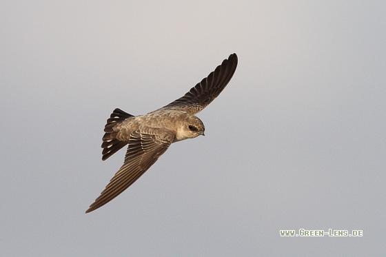 Steinschwalbe - Copyright Stefan Pfützke