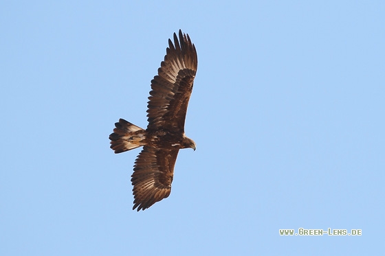 Steinadler - Copyright Stefan Pfützke